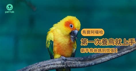 養鳥|第一次養鳥就上手！各種鸚鵡特點怎麼選？獸醫師：新。